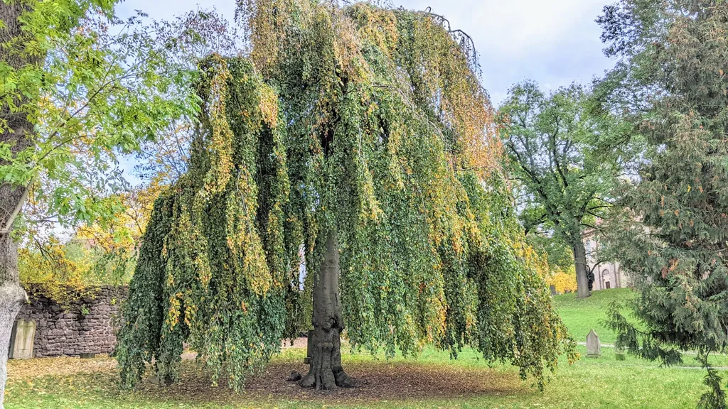 Führung durch die Altstadt Eisenach individueller Stadtrundgang