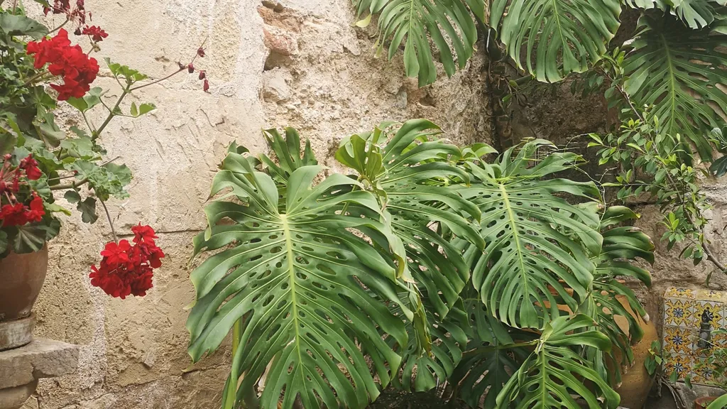 Durch die Altstadt Gassen von Palma de Mallorca individueller Stadtrundgang
