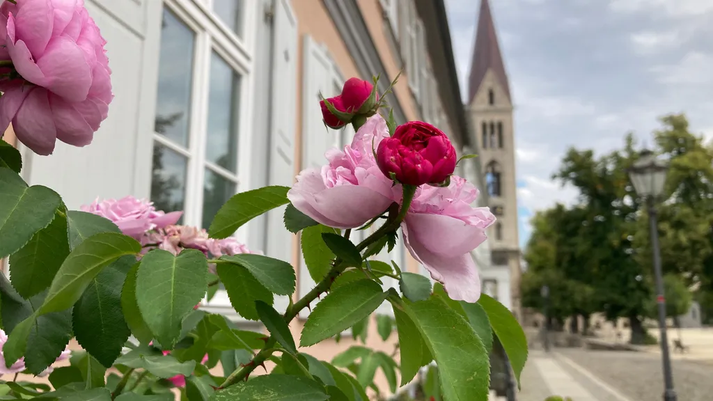 Rundgang über den Domplatz von Halberstadt individueller Stadtrundgang