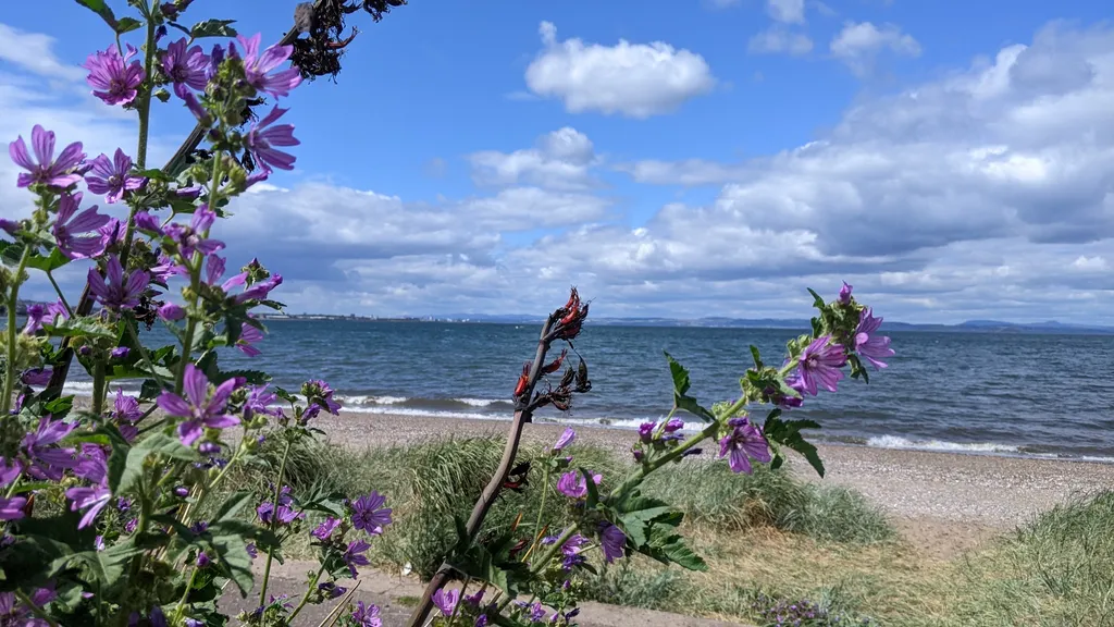 Musselburgh: Die Perle vor Edinburghs Haustür individueller Stadtrundgang