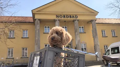Sightseeing Spaziergang durch München Schwabing Stadtführung