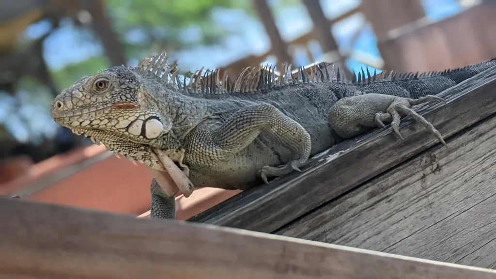 Willemstad (Curaçao) Highlights und Geheimtipps individueller Stadtrundgang