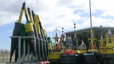 Finkenwerder Führung Insel-Spaziergang Stadtführung